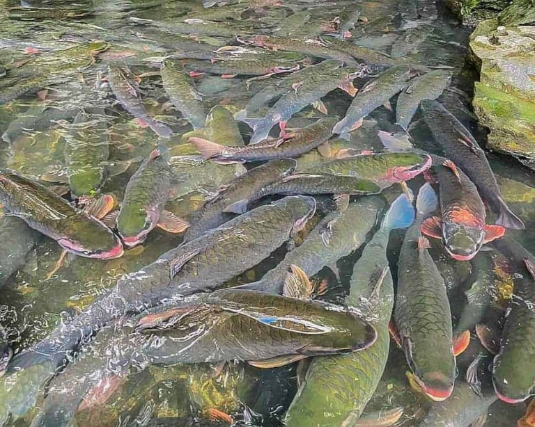 kinh nghiem du lich thanh hoa 2